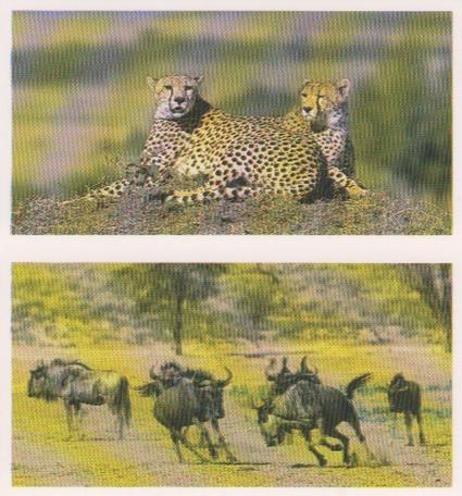1992 Brooke Bond Natural Neighbours (Double Cards) #23-24 Cheetah / Wildebeest Front
