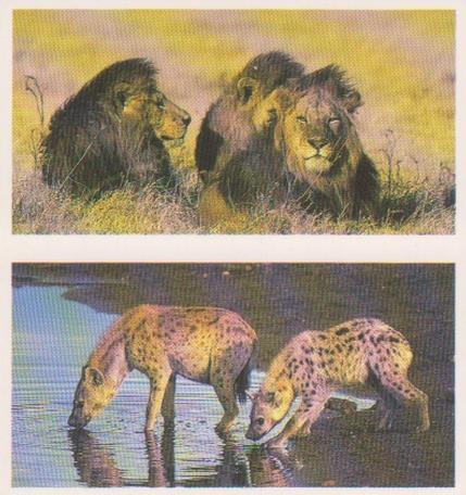 1992 Brooke Bond Natural Neighbours (Double Cards) #25-26 Lion / Spotted Hyena Front