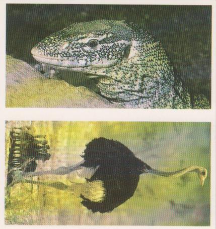 1992 Brooke Bond Natural Neighbours (Double Cards) #27-28 Monitor Lizard / Ostrich Front