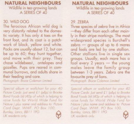 1992 Brooke Bond Natural Neighbours (Double Cards) #29-30 Zebra / Wild Dog Back