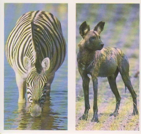 1992 Brooke Bond Natural Neighbours (Double Cards) #29-30 Zebra / Wild Dog Front