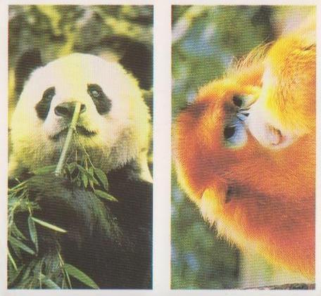 1992 Brooke Bond Natural Neighbours (Double Cards) #33-34 The Giant Panda / Golden Monkey Front