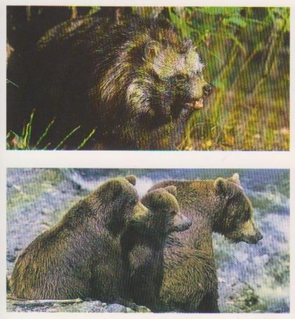 1992 Brooke Bond Natural Neighbours (Double Cards) #37-38 Racoon Dog / Brown Bear Front