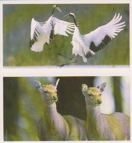 1992 Brooke Bond Natural Neighbours (Double Cards) #39-40 Japanese Crane / Sika Deer Front