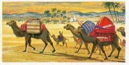 1973 Brooke Bond Transport Through The Ages #2 The Camel Front