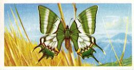 1964 Brooke Bond Butterflies of the World #9 Teinopalpus imperialis Front