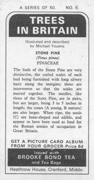 1973 Brooke Bond Trees in Britain #6 Stone Pine Back