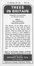 1973 Brooke Bond Trees in Britain #18 Holly Back