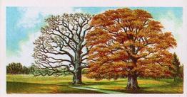 1973 Brooke Bond Trees in Britain #45 Common Oak Front