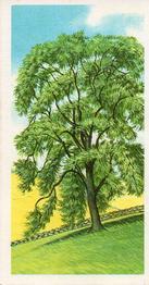 1973 Brooke Bond Trees in Britain #49 Ash Front
