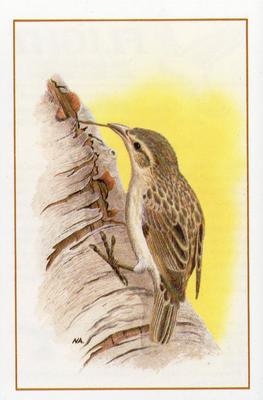 1983 Cadbury's Flight : The World's Most Spectacular Birds #5 Woodpecker-Finch Front
