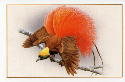 1983 Cadbury's Flight : The World's Most Spectacular Birds #8 Count Raggi's Bird of Paradise Front