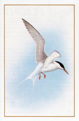 1983 Cadbury's Flight : The World's Most Spectacular Birds #9 Arctic Tern Front