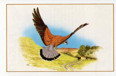 1983 Cadbury's Flight : The World's Most Spectacular Birds #10 Kestrel Front