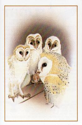 1983 Cadbury's Flight : The World's Most Spectacular Birds #11 Barn Owl Front