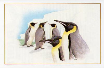 1983 Cadbury's Flight : The World's Most Spectacular Birds #12 Emperor Penguin Front
