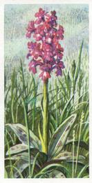 1959 Brooke Bond Wild Flowers Series 2 - Brooke Bond Wild Flowers Series 2 (With Issued By) #9 Early Purple Orchis Front