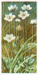 1959 Brooke Bond Wild Flowers Series 2 - Brooke Bond Wild Flowers Series 2 (With Issued By) #17 Grass of Parnassus Front