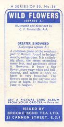 1959 Brooke Bond Wild Flowers Series 2 - Brooke Bond Wild Flowers Series 2 (With Issued By) #36 Greater Bindweed Back