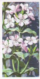 1959 Brooke Bond Wild Flowers Series 2 - Brooke Bond Wild Flowers Series 2 (With Issued By) #37 Soapwort Front