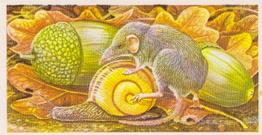 1986 Brooke Bond Incredible Creatures (Walton address with Dept IC) #2 Etruscan Shrew Front