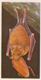 1986 Brooke Bond Incredible Creatures (Walton address with Dept IC) #37 Bumblebee Bat Front