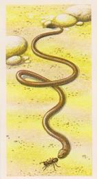 1986 Brooke Bond Incredible Creatures (Walton address without Dept IC) #6 Pencil Lead Snake Front