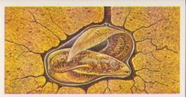 1986 Brooke Bond Incredible Creatures (Walton address without Dept IC) #8 Lungfish Front