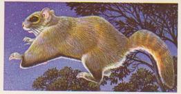 1986 Brooke Bond Incredible Creatures (Walton address without Dept IC) #35 Flying Squirrel Front