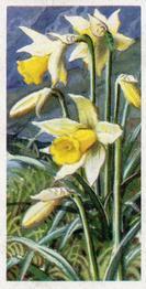 1973 Brooke Bond Wild Flowers Series 2 #4 Daffodil Front