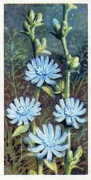 1973 Brooke Bond Wild Flowers Series 2 #40 Chicory Front