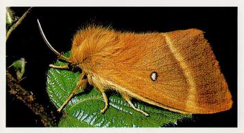 1988 Grandee Britain's Wayside Wildlife #4 Oak Eggar Moth Front