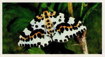 1988 Grandee Britain's Wayside Wildlife #5 Magpie Moth Front