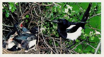 1988 Grandee Britain's Wayside Wildlife #6 Magpie Front