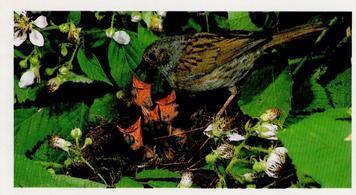 1988 Grandee Britain's Wayside Wildlife #8 Hedge Sparrow Front