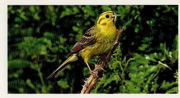 1988 Grandee Britain's Wayside Wildlife #9 Yellowhammer Front