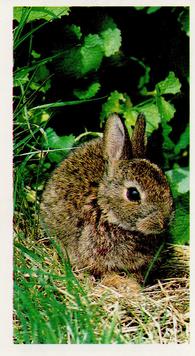 1988 Grandee Britain's Wayside Wildlife #29 Rabbit Front