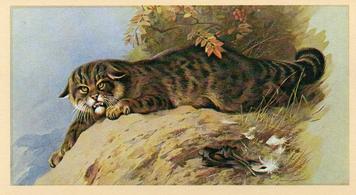 1982 Grandee British Mammals (Imperial Tobacco Limited) #6 Wild Cat Front