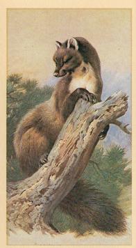 1982 Grandee British Mammals (Imperial Tobacco Limited) #12 Pine Marten Front