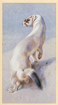 1982 Grandee British Mammals (Imperial Tobacco Limited) #15 Stoat in Winter Front