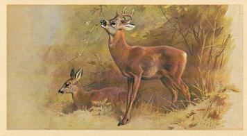 1982 Grandee British Mammals (Imperial Tobacco Limited) #19 Roe Deer Front