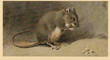 1982 Grandee British Mammals (Imperial Tobacco Limited) #21 House Mouse Front