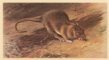 1982 Grandee British Mammals (Imperial Tobacco Limited) #23 Brown Rat Front