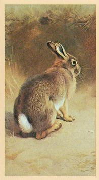 1982 Grandee British Mammals (Imperial Tobacco Limited) #26 Rabbit Front