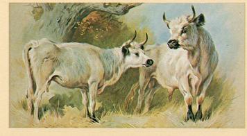 1982 Grandee British Mammals (Imperial Tobacco Limited) #27 White Cattle Front