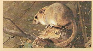 1982 Grandee British Mammals (Imperial Group plc) #1 Dormouse Front