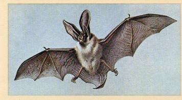 1982 Grandee British Mammals (Imperial Group plc) #2 Long-Eared Bat Front