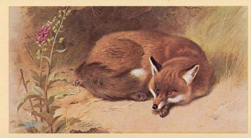 1982 Grandee British Mammals (Imperial Group plc) #7 Fox Front