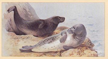 1982 Grandee British Mammals (Imperial Group plc) #8 Grey Seal Front