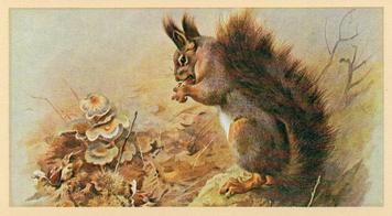 1982 Grandee British Mammals (Imperial Group plc) #17 Red Squirrel Front
